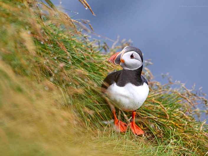 Faeroe Islands