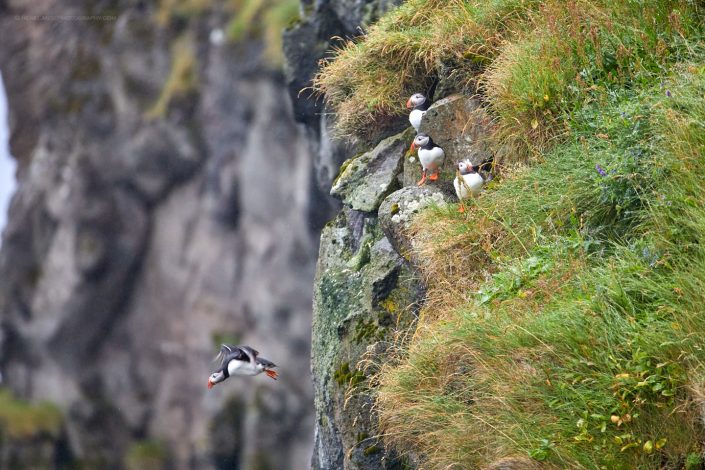 Faeroe Islands