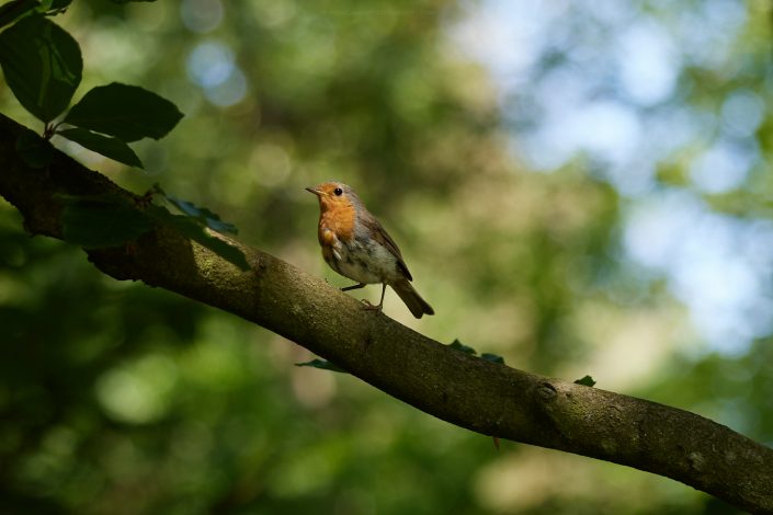 birding